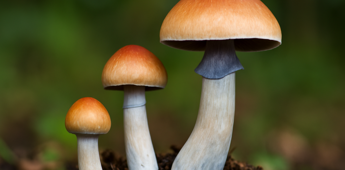 Cogumelos Psicoativos: Potenciais Psicodélicos e Riscos à Saúde Humana