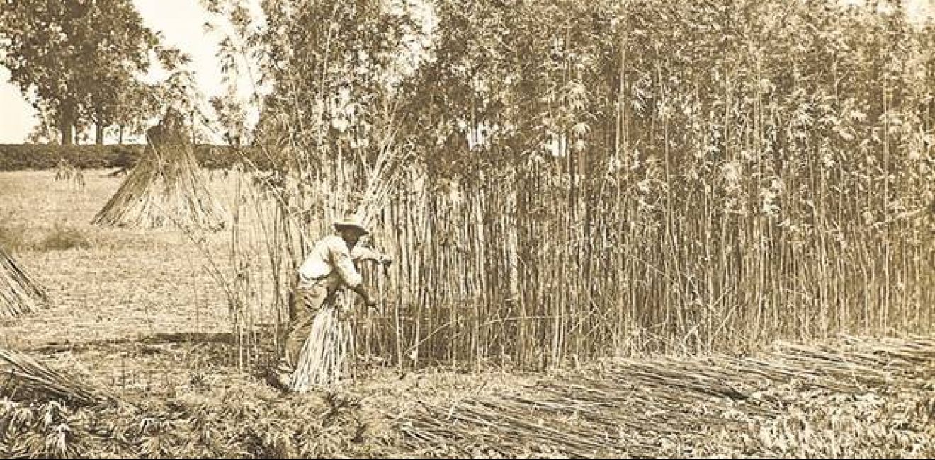 A história da maconha no Brasil
