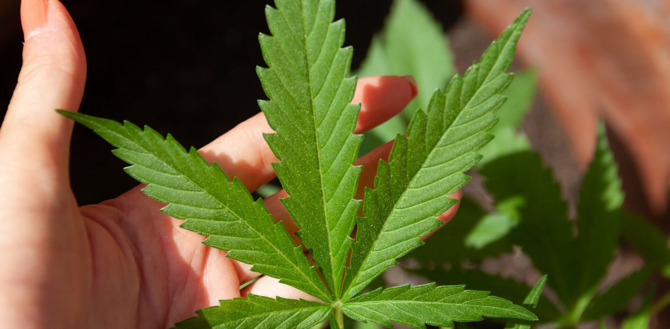 Relação do uso da cannabis com o desenvolvimento de transtornos mentais: Revisão bibliográfica