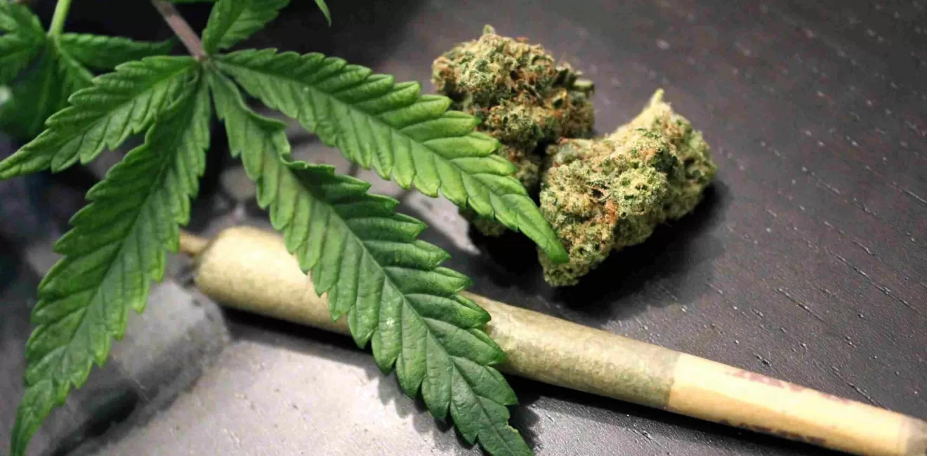 Efeitos cerebrais da maconha: resultados dos estudos de neuroimagem
