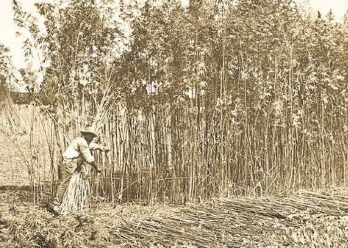 A história da maconha no Brasil