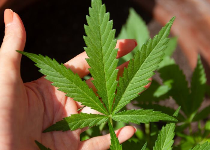 Relação do uso da cannabis com o desenvolvimento de transtornos mentais: Revisão bibliográfica