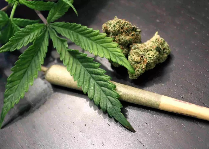 Efeitos cerebrais da maconha: resultados dos estudos de neuroimagem